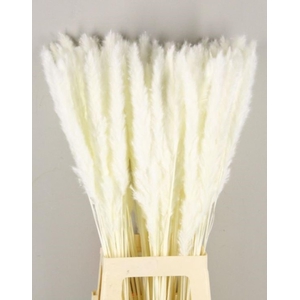 DF Pampas Silvy Bs(10p) Bleach