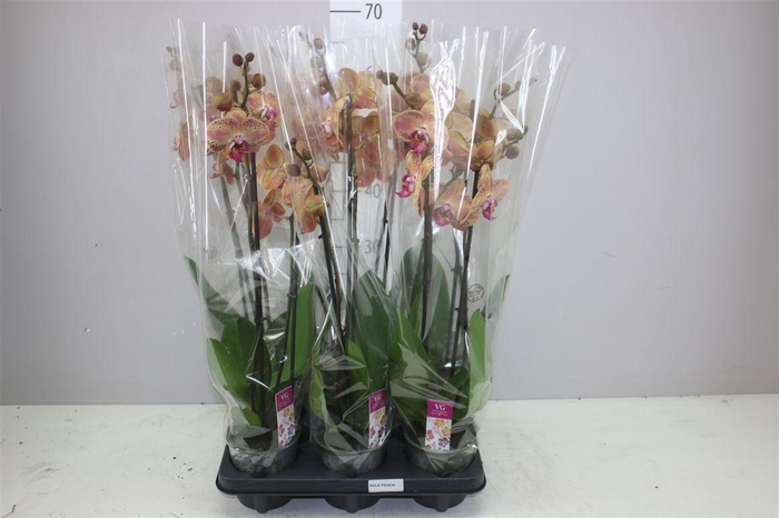 <h4>Phal Wild Peach 2 Tak</h4>