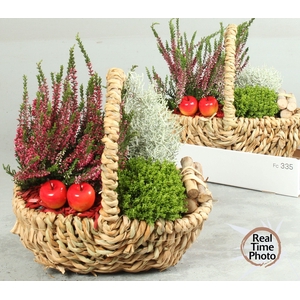 ARR TUINPLANTEN