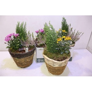 arr8 Arr Tuinplanten In Rieten Mand