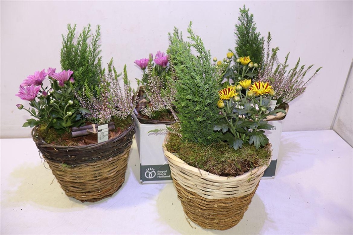 <h4>arr8 Arr Tuinplanten In Rieten Mand</h4>
