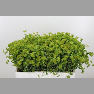 Bupleurum Griffithii