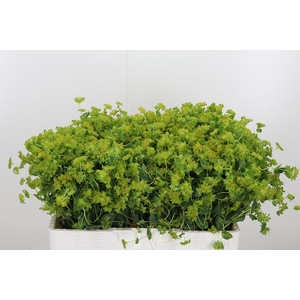 Bupleurum Griffithii