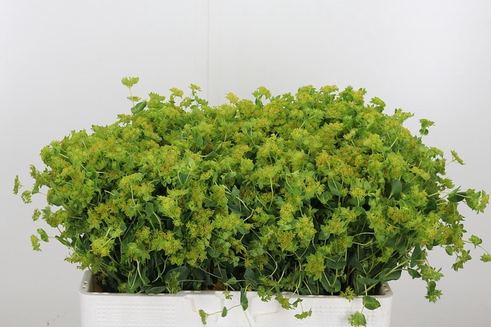 <h4>Bupleurum Griffithii</h4>