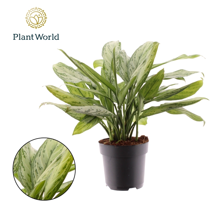 <h4>Aglaonema Silver Queen</h4>