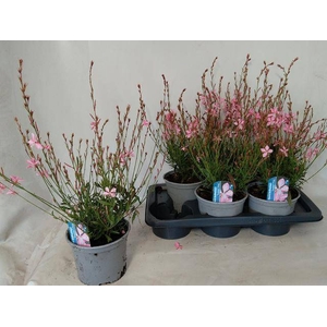 GAUR LI GEYSER PINK