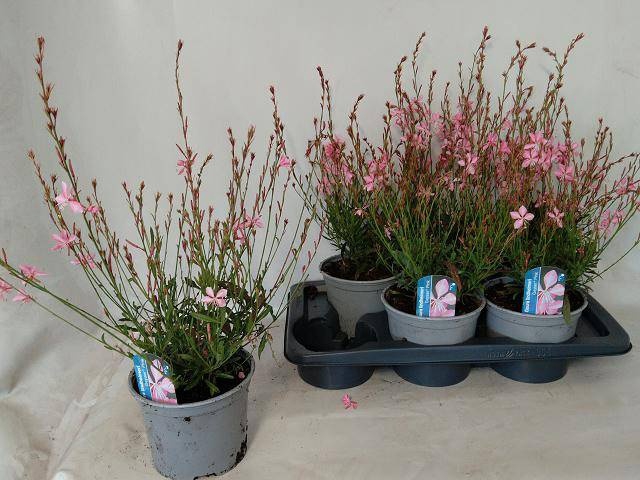 <h4>GAUR LI GEYSER PINK</h4>