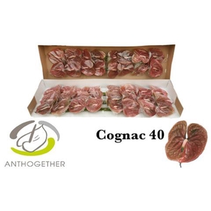 Anthurium Cognac