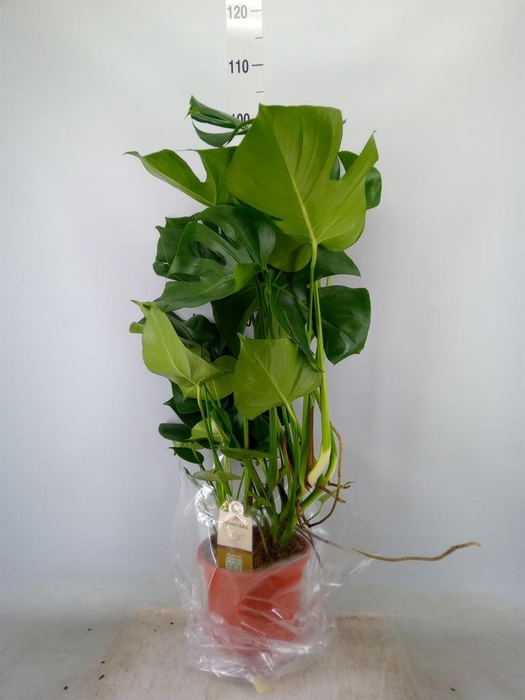 <h4>Monstera delic.</h4>