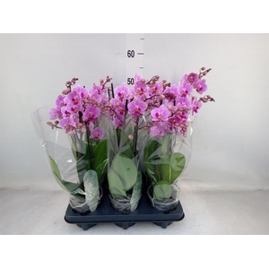 Phalaenopsis multi.   ...rose