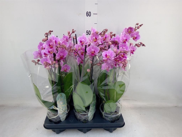 <h4>Phalaenopsis multi.   ...rose</h4>