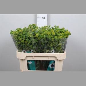 Bupleurum Rotundifol