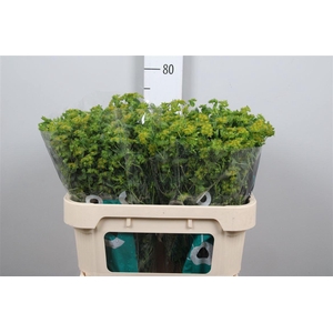 Bupleurum Rotundifol