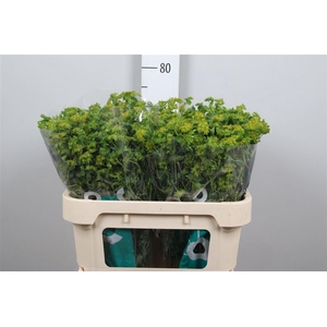 Bupleurum Rotundifol