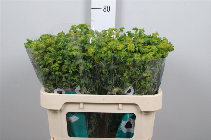 <h4>Bupleurum Rotundifol</h4>