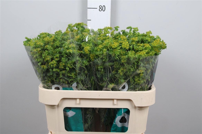 <h4>Bupleurum Rotundifol</h4>