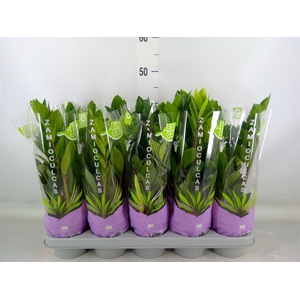 Zamioculcas zamiifolia