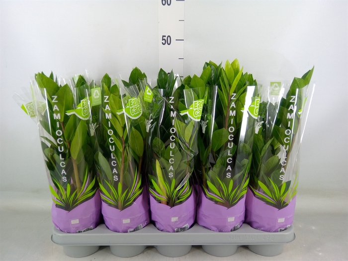 <h4>Zamioculcas zamiifolia</h4>