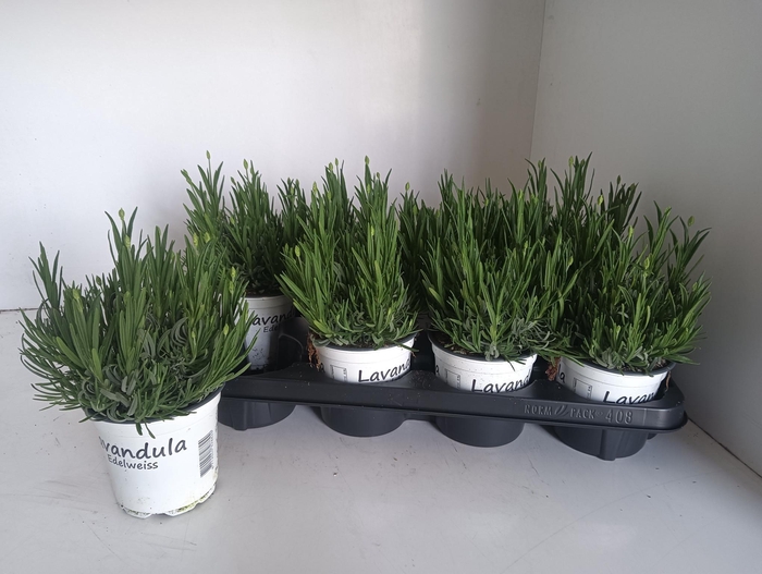 <h4>LAVAN IN EDELWEISS</h4>