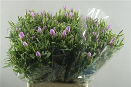 <h4>Clarkia Lavendel</h4>