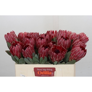 Protea Sharon