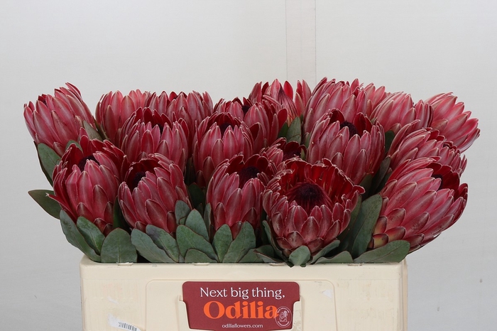 <h4>Protea Sharon</h4>