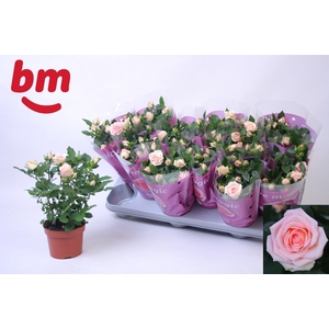 ROSA  BABY JEWEL