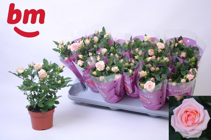 <h4>ROSA  BABY JEWEL</h4>