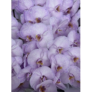 Phalaenopsis Coloured Purple