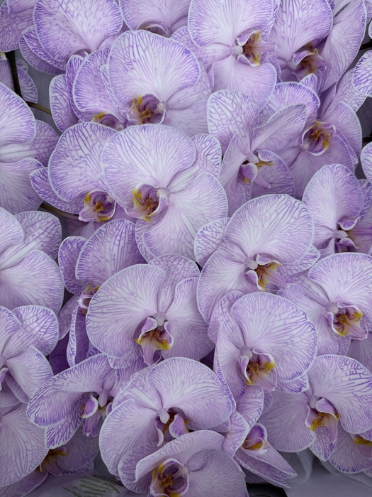 <h4>Phalaenopsis Coloured Purple</h4>