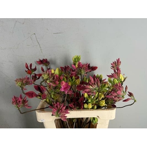 Rhodo. Mix