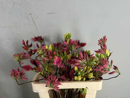 <h4>Rhodo. Mix</h4>
