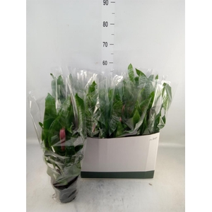 Aechmea fasciata 'Primera'