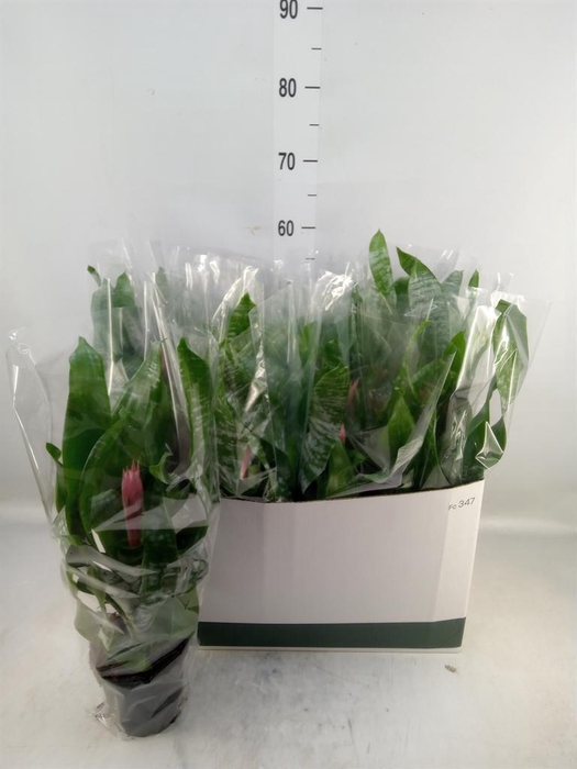 <h4>Aechmea fasciata 'Primera'</h4>