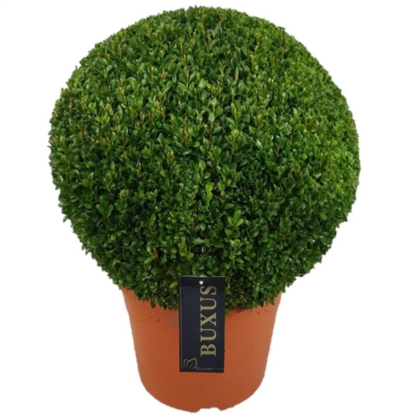 <h4>Buxus sempervirens Bol  p30 (t) 45-+ ©</h4>