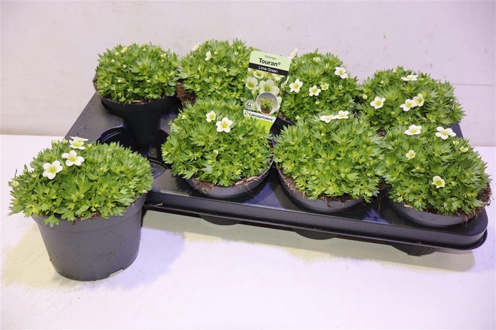 <h4>arr8 Saxif Ar Alp White</h4>