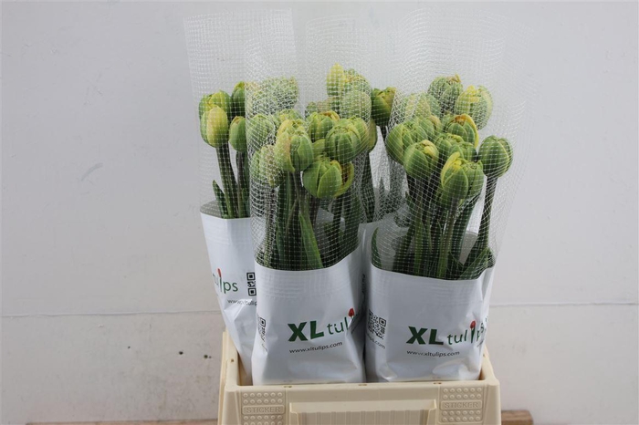 <h4>Tu Du Fr Sunrise 55cm</h4>