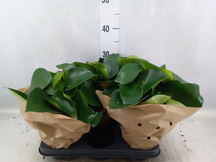 <h4>Peperomia polybotrya 'Raindrop'</h4>