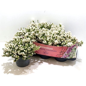 Gaultheria mucronata Wit