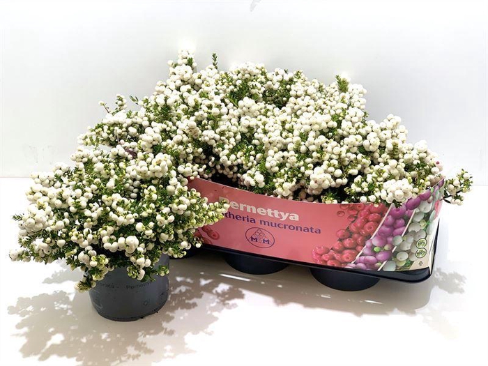 <h4>Gaultheria mucronata Wit</h4>