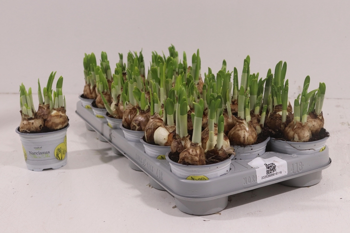 <h4>NARC O TETE A TETE</h4>