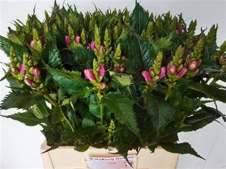 <h4>Chelone Obliqua</h4>