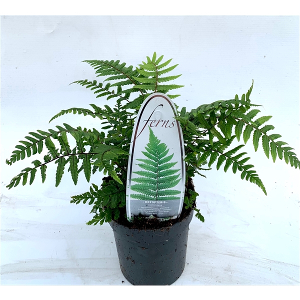 <h4>Dryopteris wallichiana ES11 0,7l</h4>