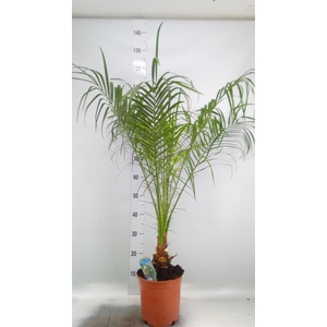 Phoenix roebelenii