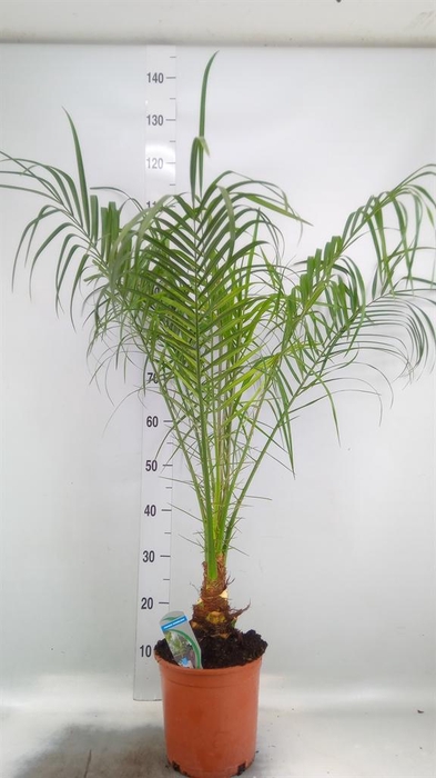 <h4>Phoenix roebelenii</h4>