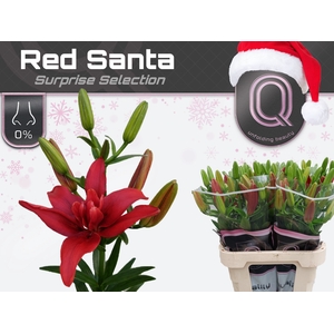 LI LA DU RED SANTA 5+