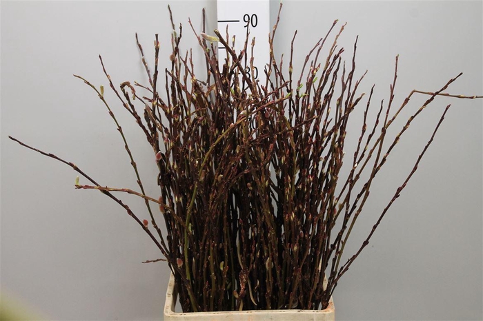 <h4>Salix Wilgenkatjes</h4>