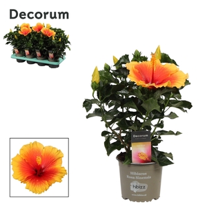 Decorum Hibiscus Salsa bicolor oranje/rood