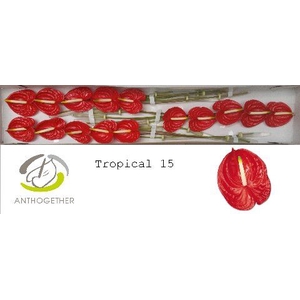 Anth A Tropical 7 cm X15 Spek Flowers