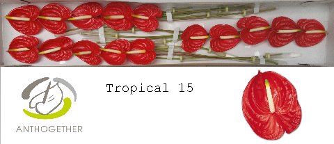 <h4>Anth A Tropical 7 cm X15 Spek Flowers</h4>